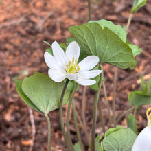 Load image into Gallery viewer, Twinleaf - Jeffersonia diphylla
