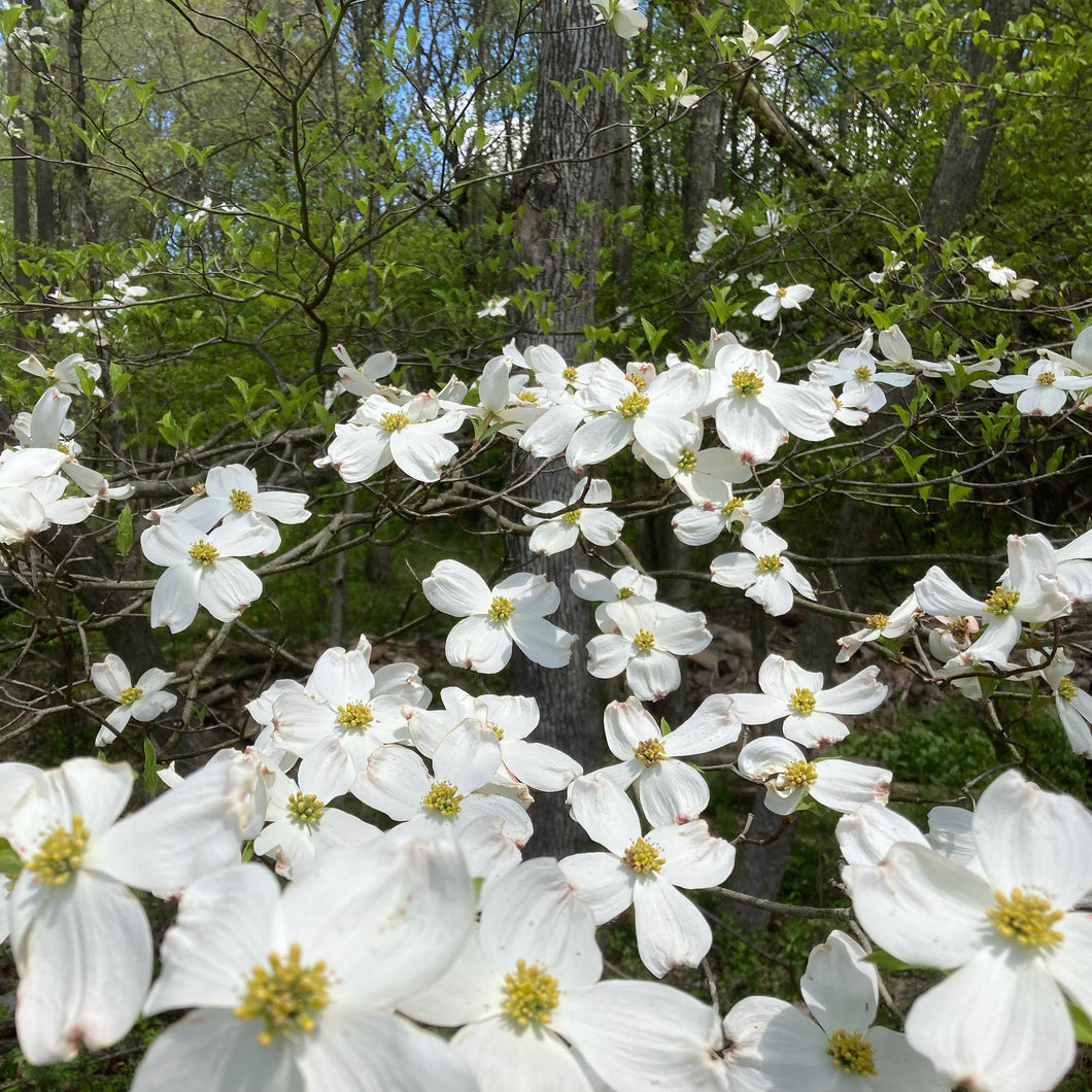 Appalachian Snow Flowering Dogwood - Cornus florida 'Appalachian Snow'