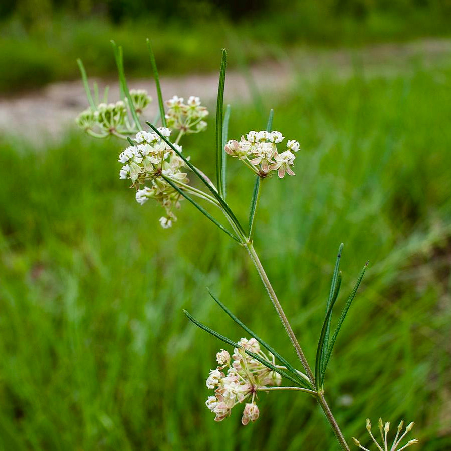 Whorled Milkweed - Asclepias verticillata