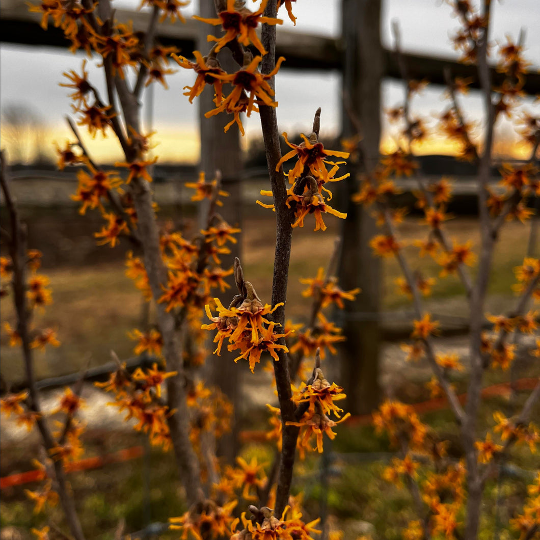 American Witch Hazel - Hamamelis virginiana