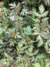 Load image into Gallery viewer, Fernleaf Phacelia - Phacelia bipinnatifida
