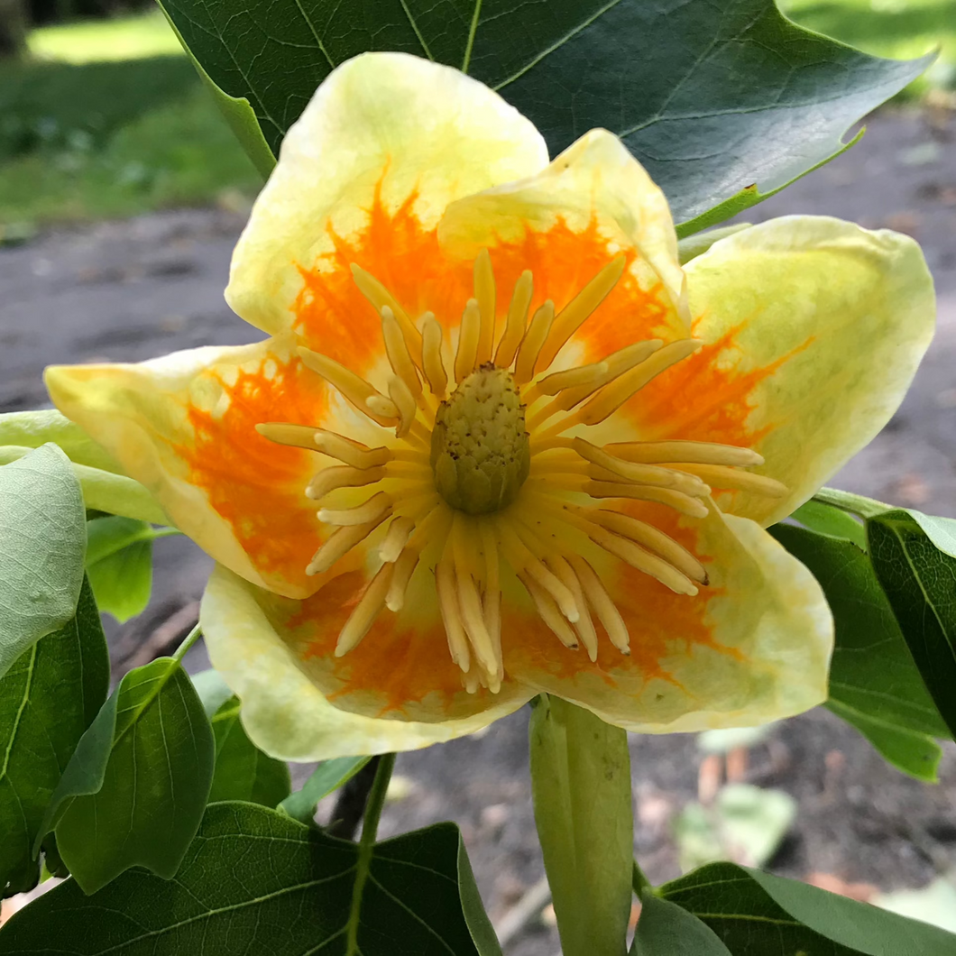 Hope Tulip Tree - Liriodendron tulipifera 'Hope'