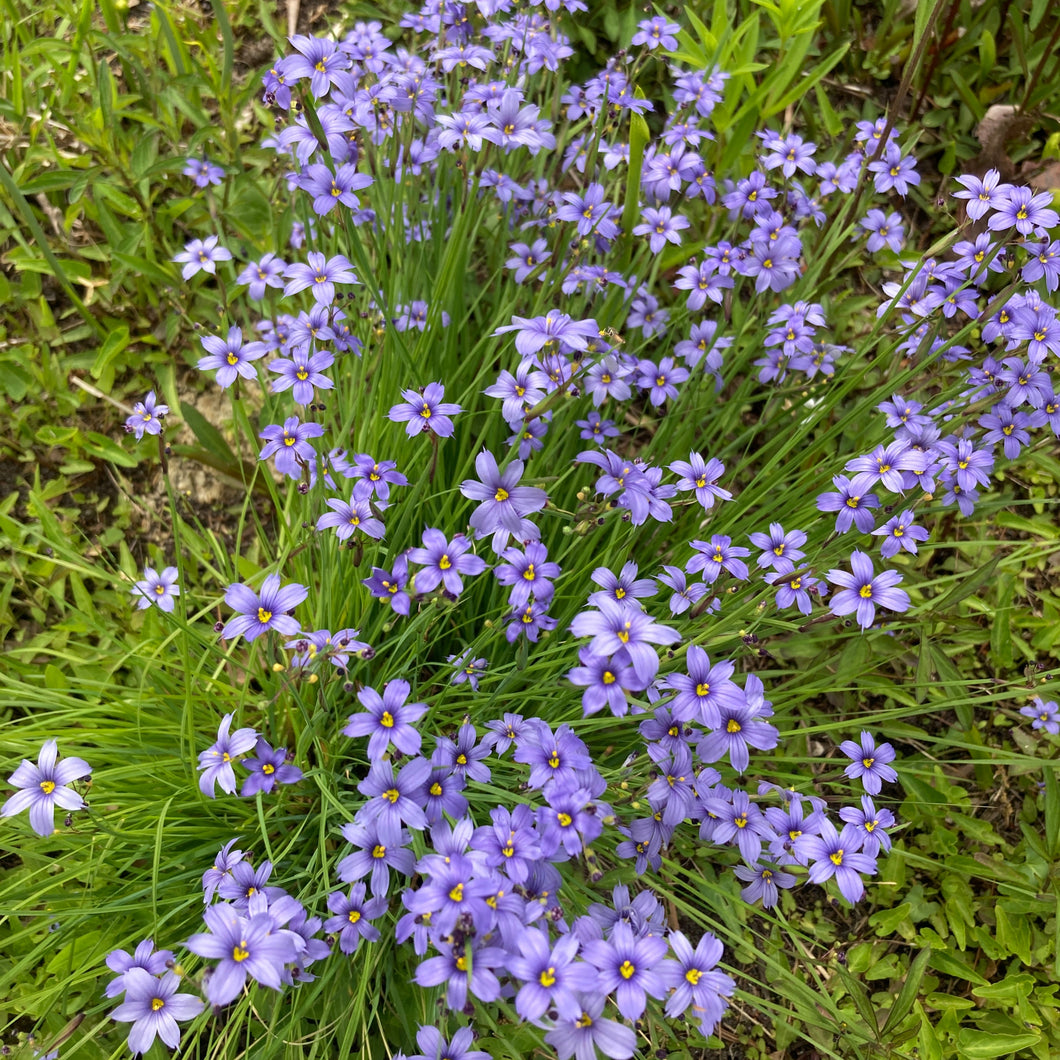 Strict Blue-eyed Grass - Sisyrinchium montanum