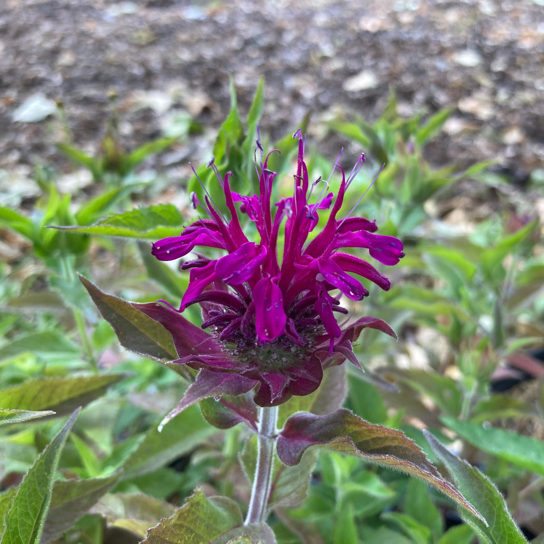 Purple Rooster Beebalm - Monarda 'Purple Rooster'