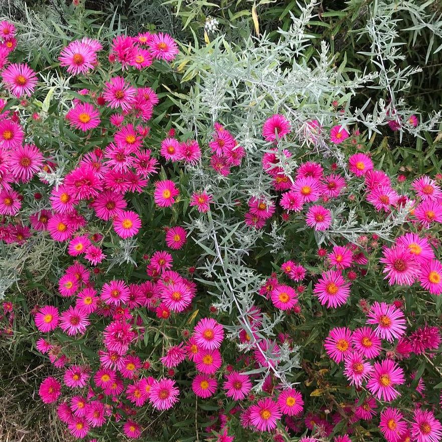 New England Aster - Symphyotrichum novae-angliae 'Alma Potschke'