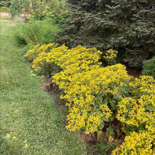 Load image into Gallery viewer, Little Rascal Shale Barrens Buckwheat - Eriogonum allenii &#39;Little Rascal&#39;
