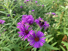 Load image into Gallery viewer, New England Aster - Symphyotrichum novae-angliae
