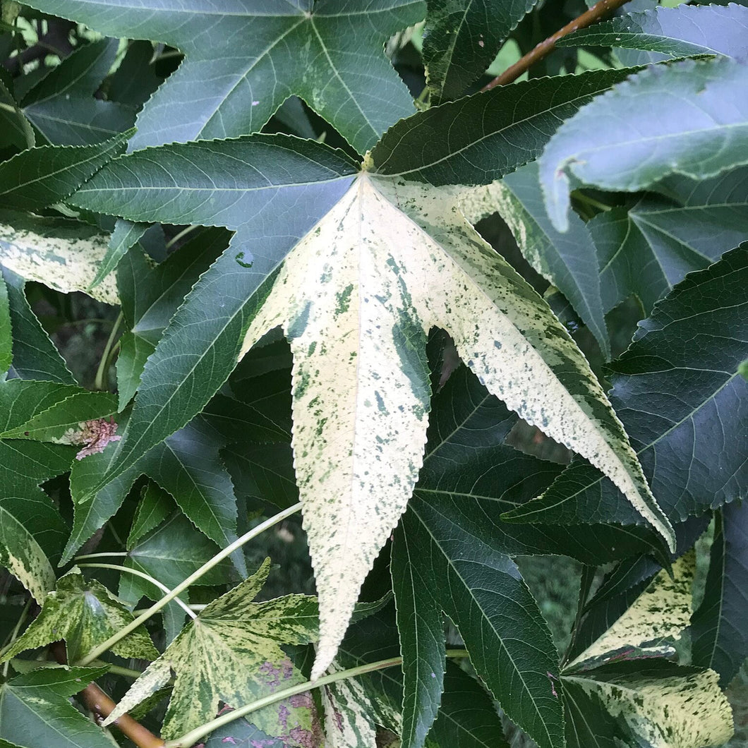 Variegated American Sweetgum - Liquidambar styraciflua 'Variegata'