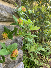 Load image into Gallery viewer, Limber Honeysuckle - Lonicera dioica
