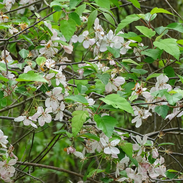 Sweet Crabapple - Malus coronaria