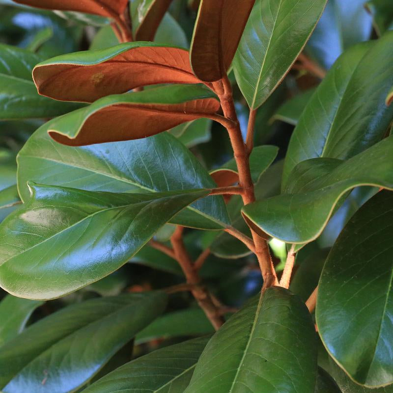 Bracken's Brown Beauty Southern Magnolia - Magnolia grandiflora 'Bracken's Brown Beauty'