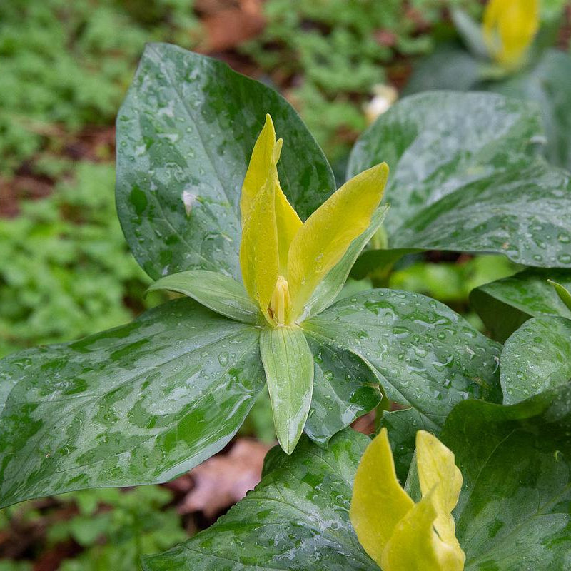 Yellow Trillium - Trillium luteum