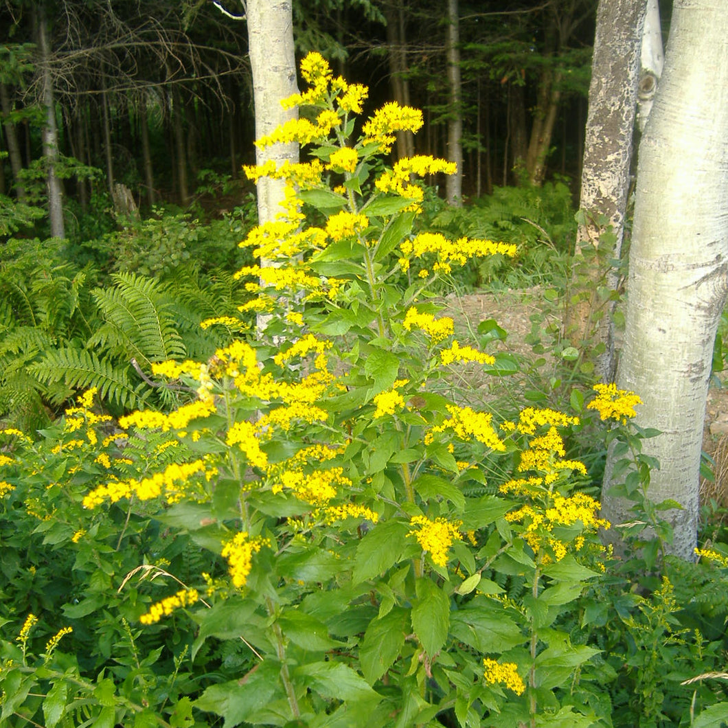 Wrinkleleaf Goldenrod - Solidago rugosa