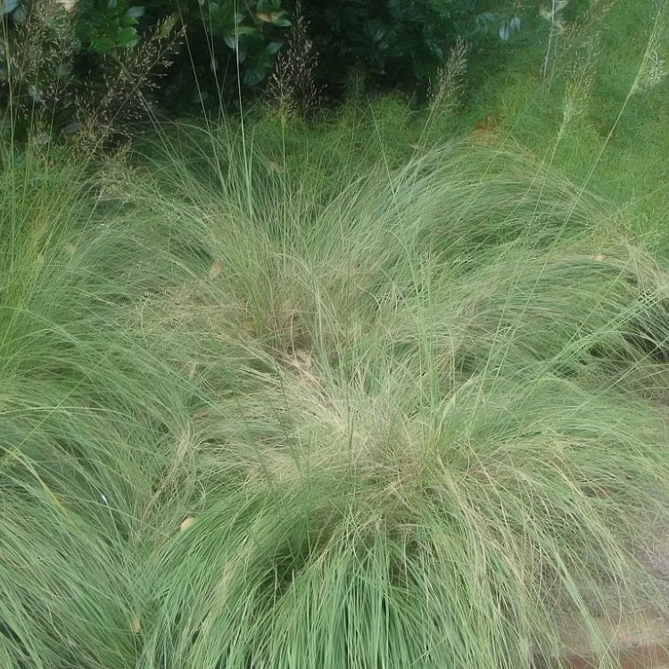 Prairie Dropseed - Sporobolus heterolepis