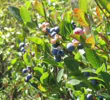 Load image into Gallery viewer, Highbush Blueberry - Vaccinium corymbosum
