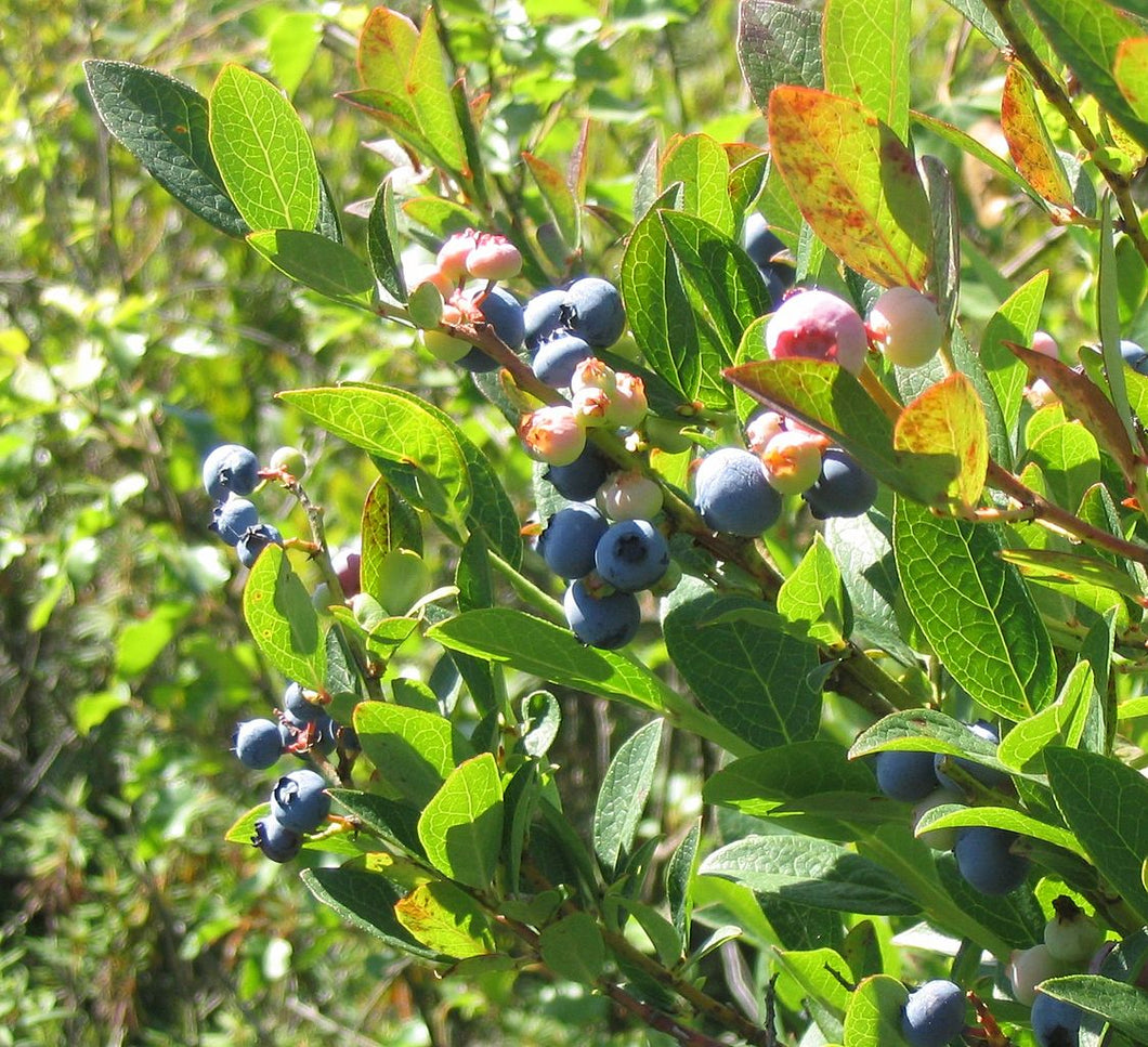 Highbush Blueberry - Vaccinium corymbosum