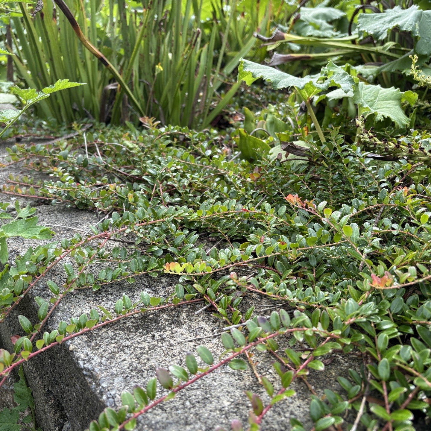 Well's Delight Creeping Blueberry - Vaccinium crassifolium 'Well's Del ...