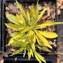 Load image into Gallery viewer, Hiddigeigei Goldenrod - Solidago 'Hiddigeigei'
