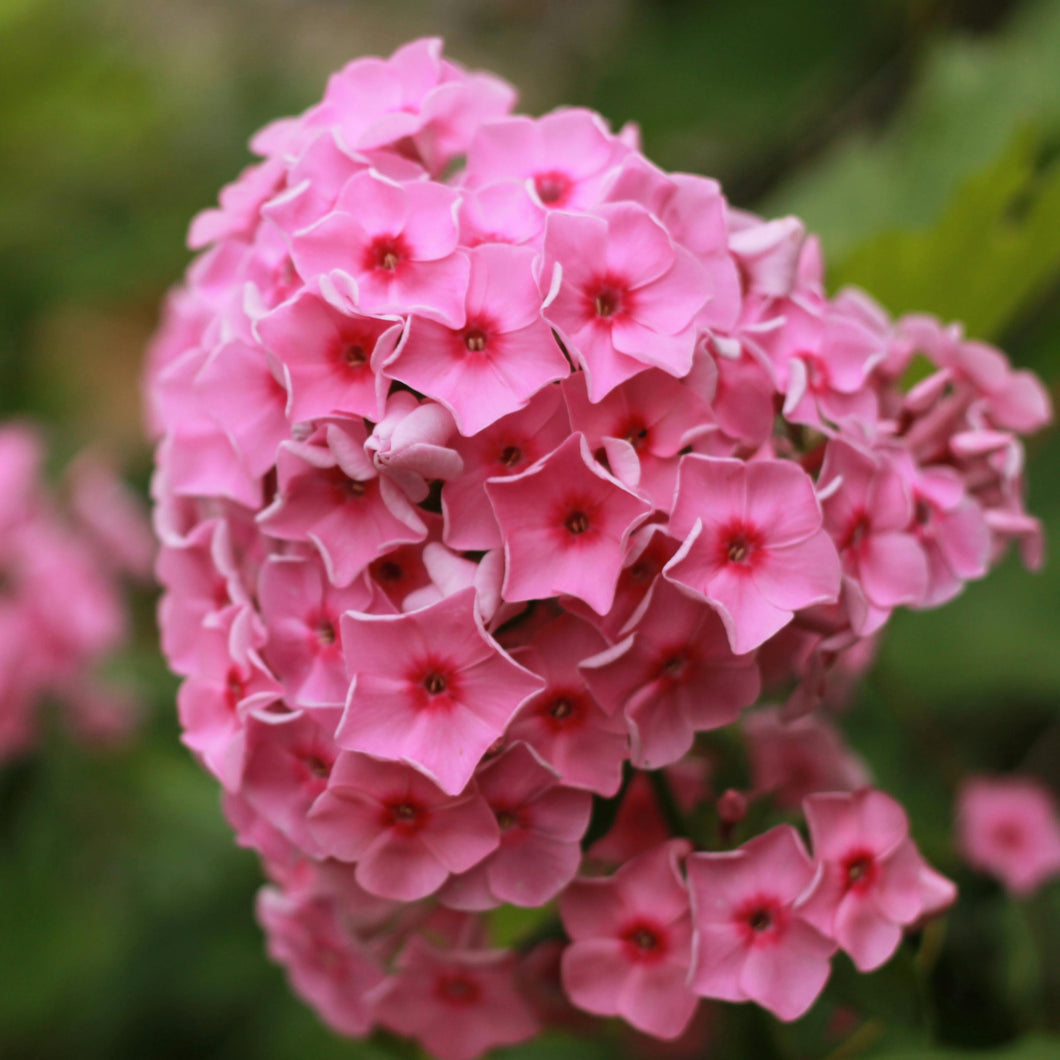 Coral Crème Drop Garden Phlox - Phlox paniculata 'Ditomdre' Coral Crème Drop™