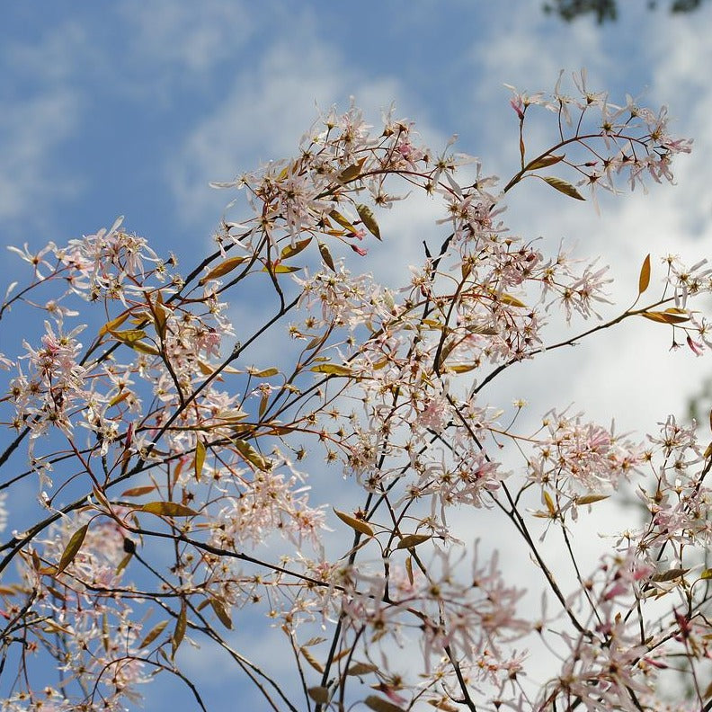 Downy Serviceberry - Amelanchier arborea