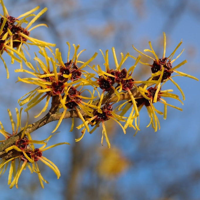 Little Prospect American Witch Hazel - Hamamelis virginiana 'Little Prospect'