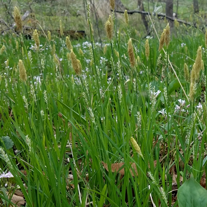 Pretty Sedge - Carex woodii