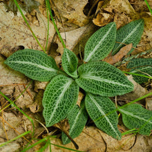Load image into Gallery viewer, Downy Rattlesnake Plantain - Goodyera pubescens
