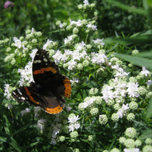 Load image into Gallery viewer, Virginia Mountain Mint - Pycnanthemum virginianum
