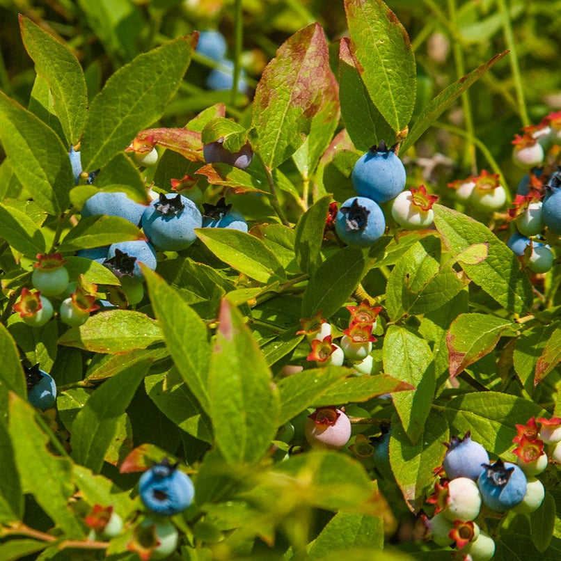 Coville Highbush Blueberry - Vaccinium corymbosum 'Coville'