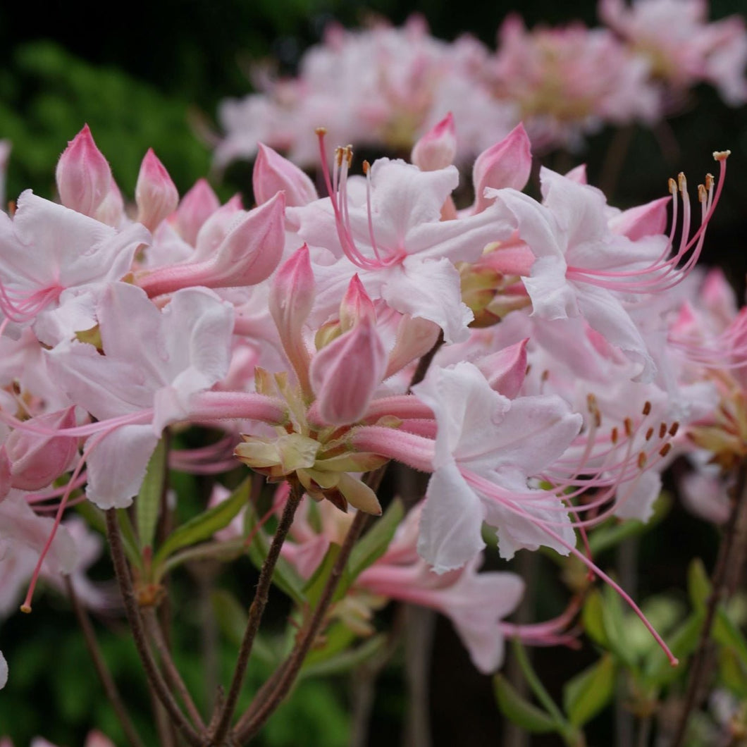 Pinxterbloom Azalea - Rhododendron periclymenoides