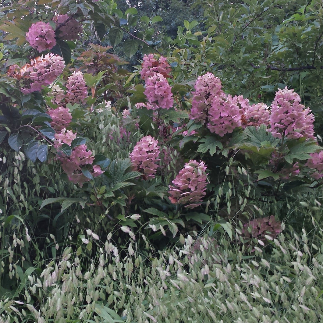 Oakleaf Hydrangea - Hydrangea quercifolia 'Ruby Slippers'