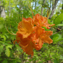Load image into Gallery viewer, Flame Azalea - Rhododendron calendulaceum
