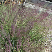 Load image into Gallery viewer, Undaunted Seep Muhly Grass - Muhlenbergia reverchonii &#39;PUND01S&#39; Undaunted®
