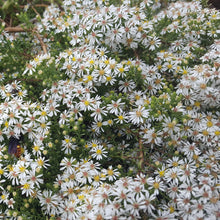 Load image into Gallery viewer, Snow Flurry White Heath Aster - Symphyotrichum ericoides 'Snow Flurry'
