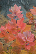 Load image into Gallery viewer, American Smoketree - Cotinus obovatus

