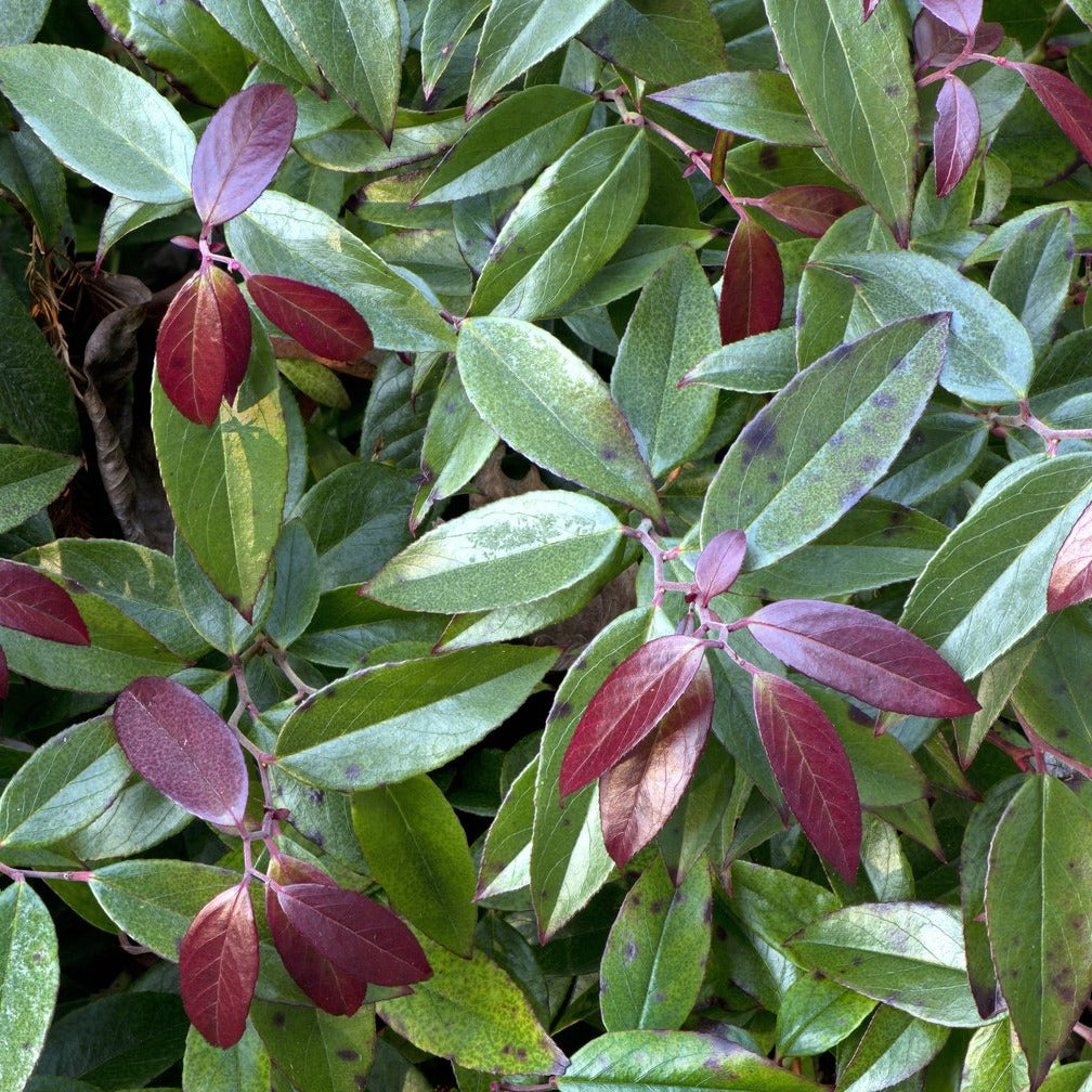 Rejoyce Coastal Doghobble - Leucothoe axillaris 'ReJoyce'
