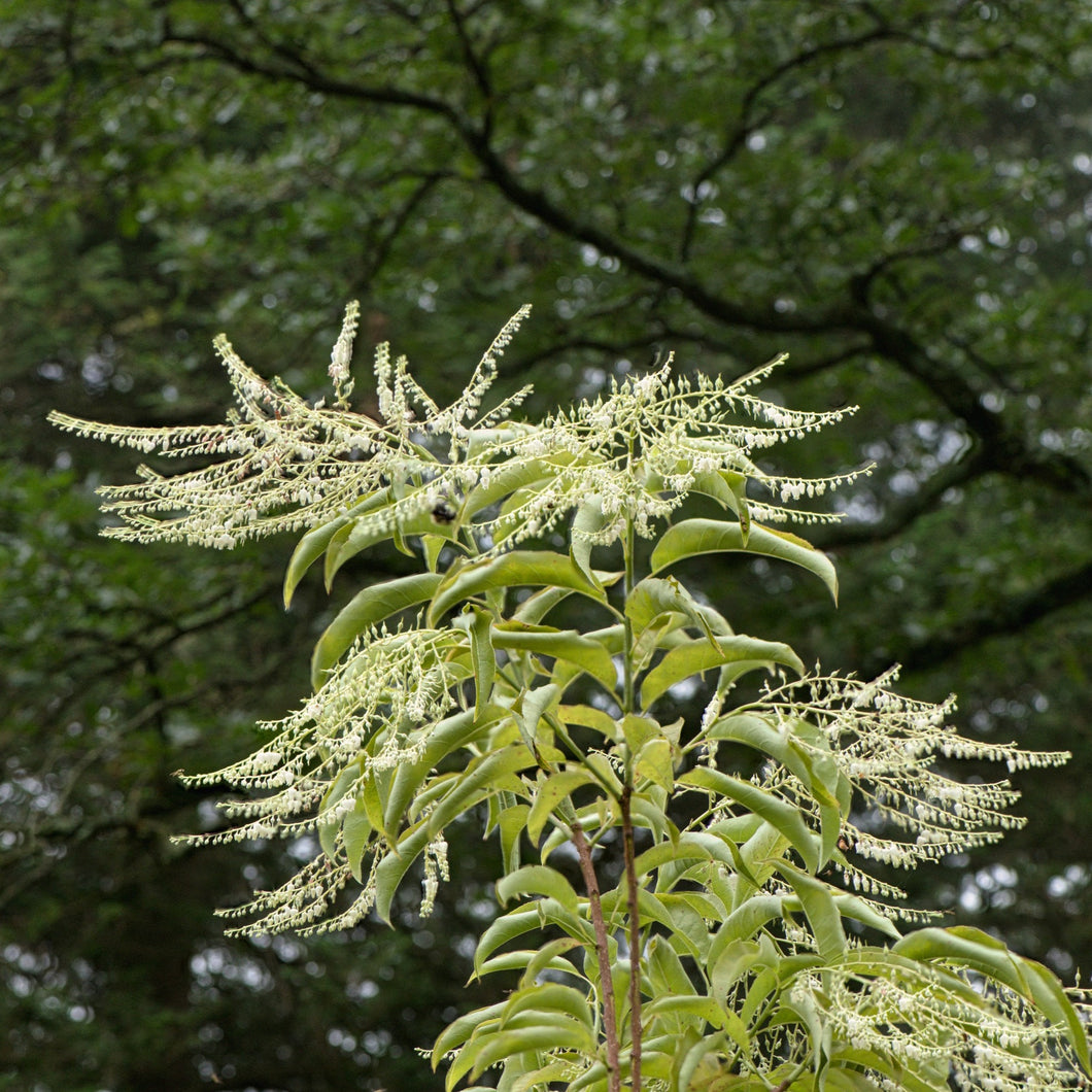 Sourwood - Oxydendrum arborerum