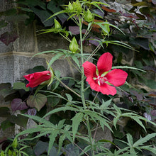 Load image into Gallery viewer, Scarlet Rosemallow - Hibiscus coccineus
