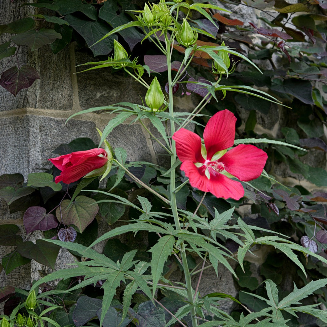 Scarlet Rosemallow - Hibiscus coccineus