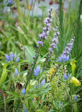 Load image into Gallery viewer, Closed Bottle Gentian - Gentiana andrewsii
