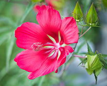 Load image into Gallery viewer, Scarlet Rosemallow - Hibiscus coccineus
