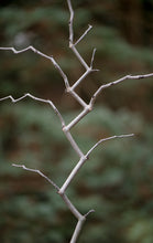 Load image into Gallery viewer, Eastern Redbud - Cercis canadensis ‘Seirb’ Zig Zag™
