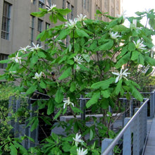 Load image into Gallery viewer, Umbrella Magnolia - Magnolia tripetala
