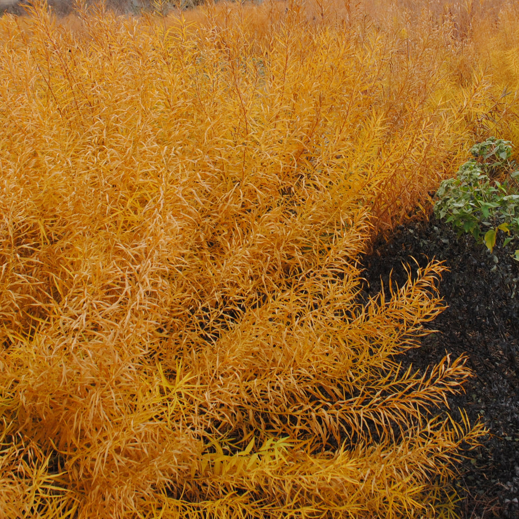 Threadleaf Bluestar - Amsonia hubrichtii