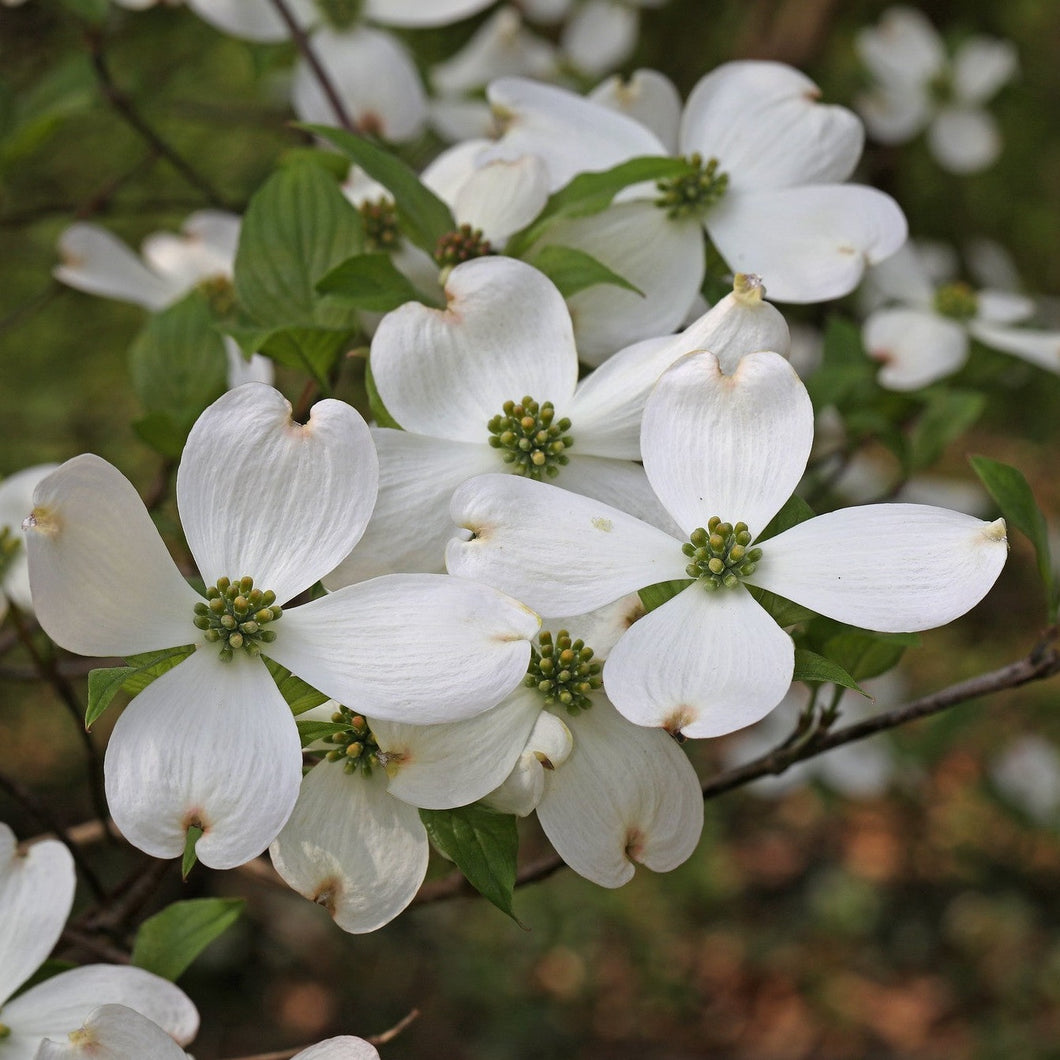 Cherokee Princess Flowering Dogwood - Cornus florida 'Cherokee Princess'