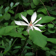 Load image into Gallery viewer, Umbrella Magnolia - Magnolia tripetala
