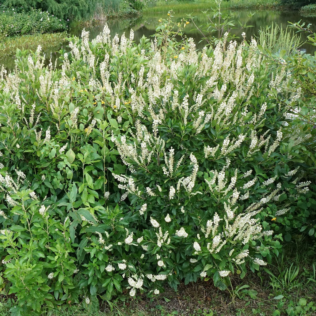 Dwarf Sweet Pepperbush - Clethra alnifolia 'Crystalina' Sugartina®