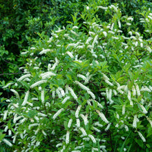 Load image into Gallery viewer, Virginia Sweetspire - Itea virginica &#39;Sprich&#39; Little Henry®
