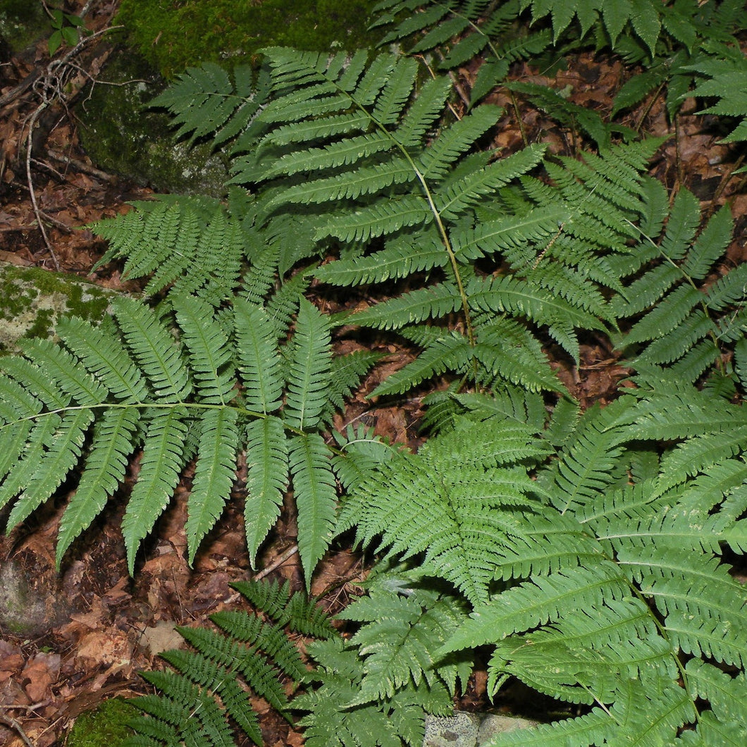 Giant Wood Fern - Dryopteris goldiana