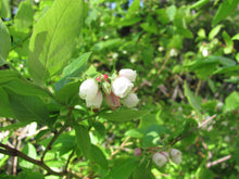 Load image into Gallery viewer, Coville Highbush Blueberry - Vaccinium corymbosum &#39;Coville&#39;
